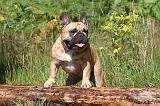 BOULEDOGUE FRANCAIS 008